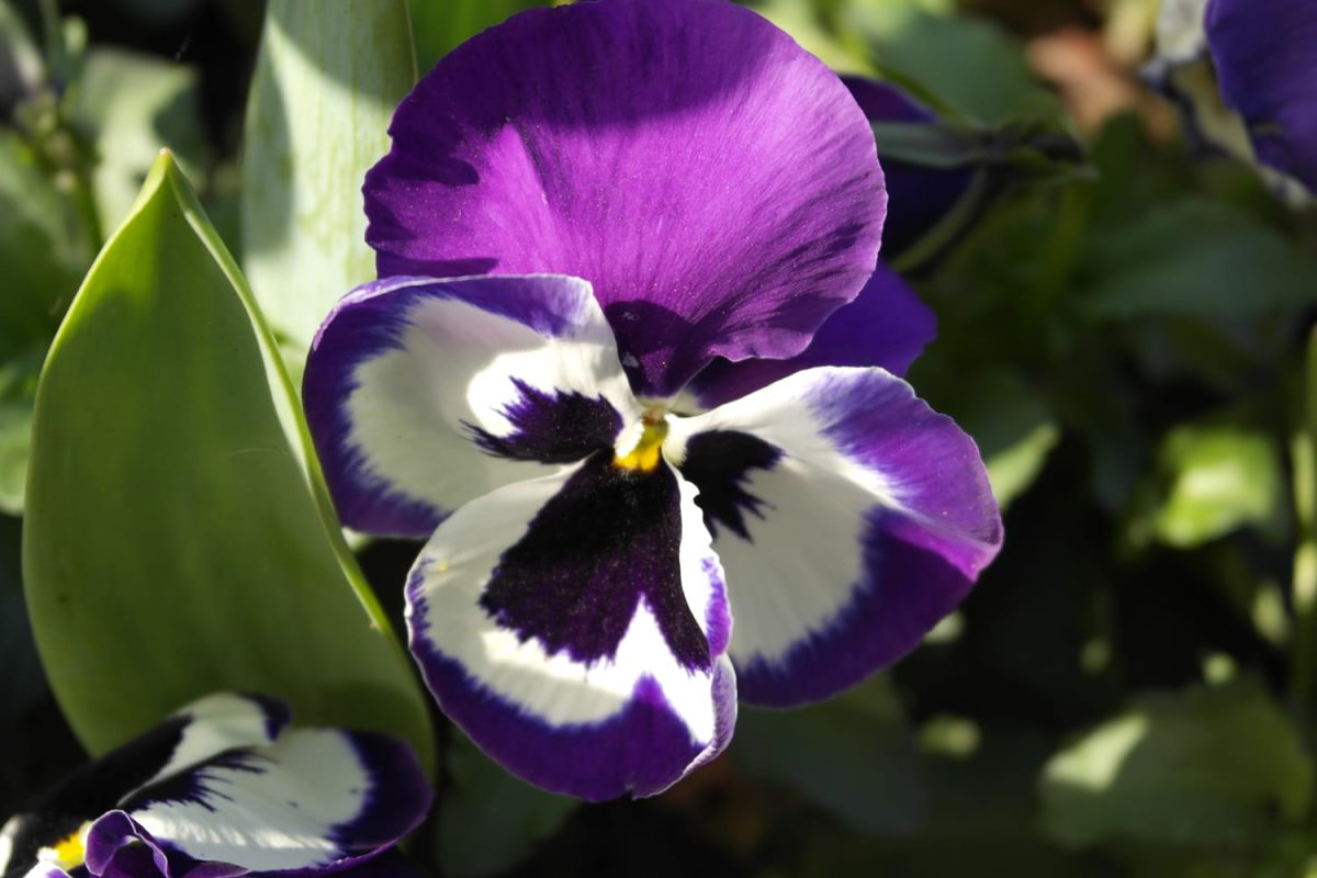 Pensée : quand les mettre en terre, floraison, multiplication