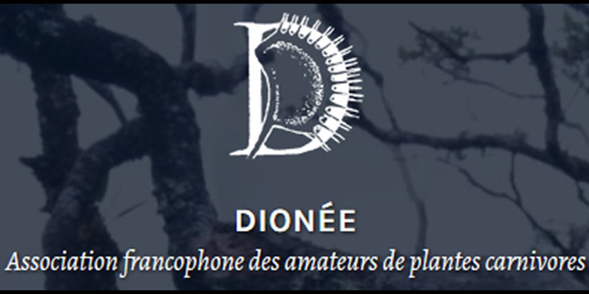 découvrez l'univers fascinant des plantes carnivores avec dionée