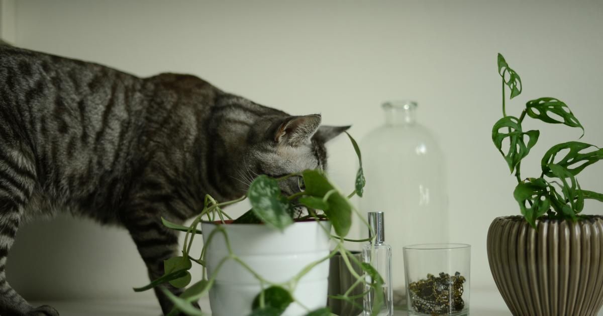 Les dangers des plantes pour nos félins : un guide essentiel