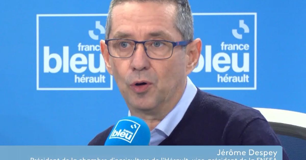 L'arrachage des vignes : un dilemme pour l'Hérault