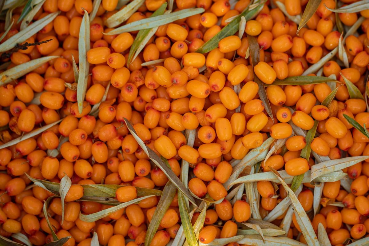 À la découverte des fruits oubliés qui réinventent nos assiettes