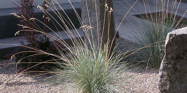 L'avoine vivace, une graminée pour les jardins secs