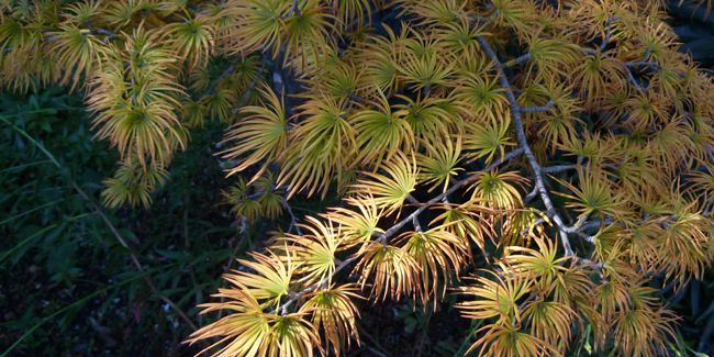 Faux mélèze (Pseudolarix), mélèze doré de Chine