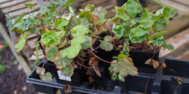 Le guide complet pour bouturer vos heuchères avec succès