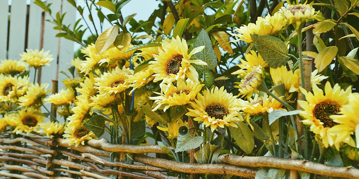 Créer un jardin jaune : réveillez votre espace extérieur avec 8 plantes lumineuses