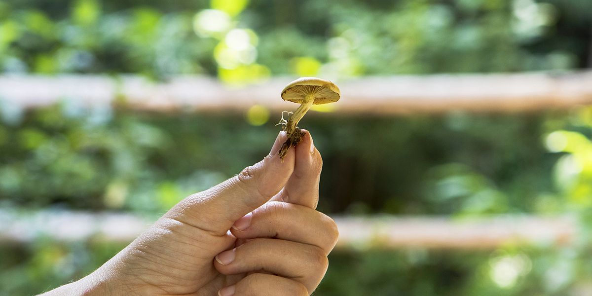 Peut-on voir pousser des champignons dans son jardin en dispersant ceux de la forêt ?