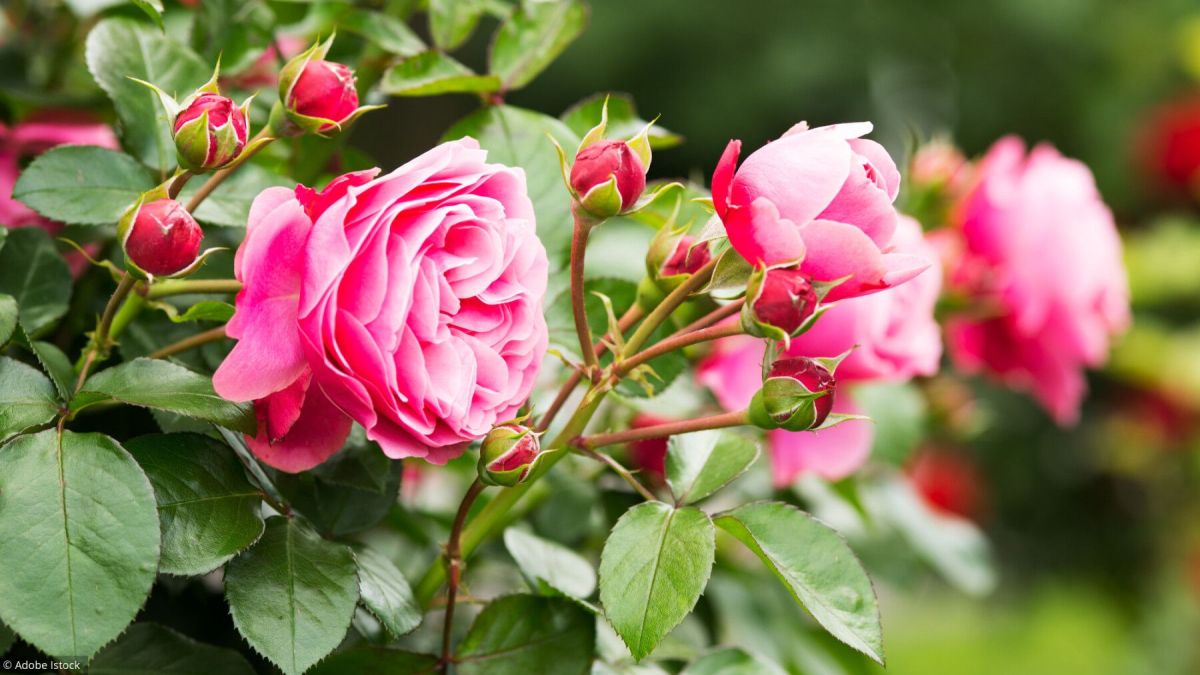Des solutions écologiques pour sauver vos rosiers des maladies