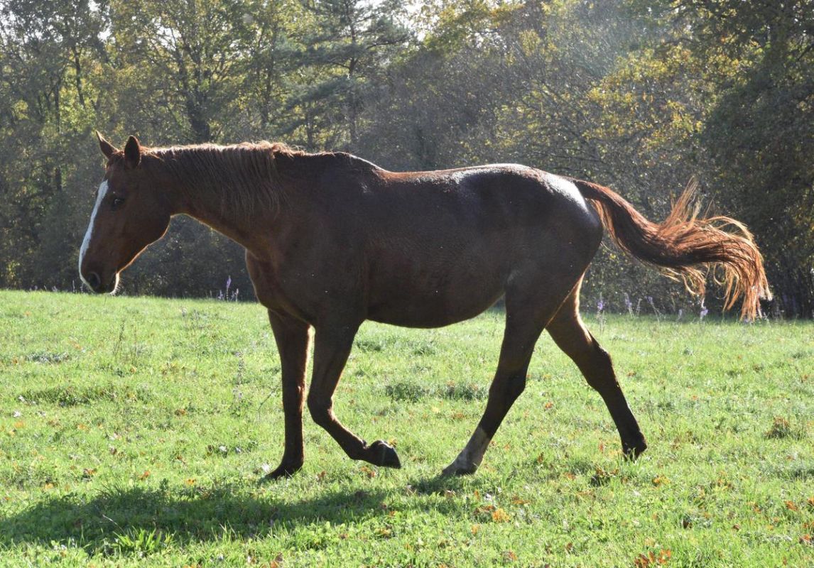 Un cheval en pleine évasion sur l'autoroute A62 près de Toulouse