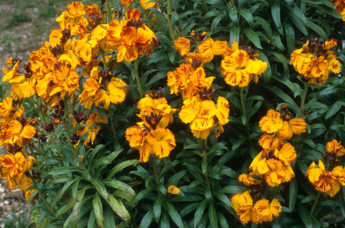 Giroflée : secrets pour une floraison éclatante au jardin