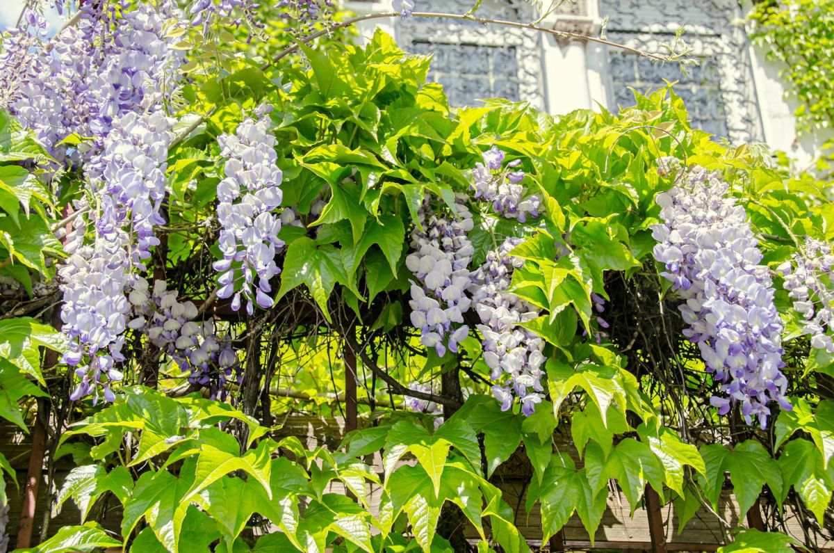 Guide pratique pour bouturer et marcotter la glycine