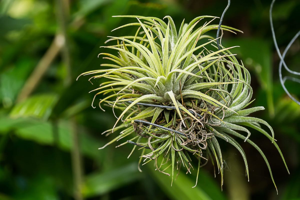 Tillandsia : la plante aérienne qui embellit votre intérieur sans terre