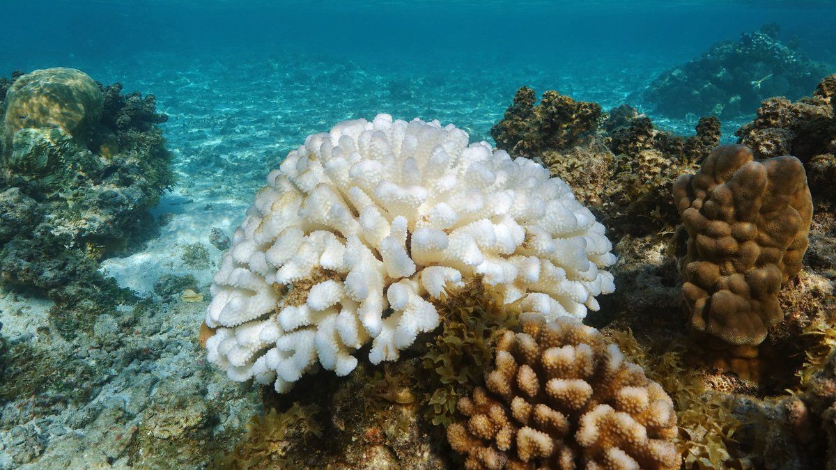 Baromètre Starfish : la santé des océans menacée par des politiques insuffisantes