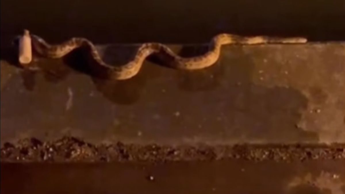 Un python échappé fait trembler Narbonne : entre mystère et inquiétude