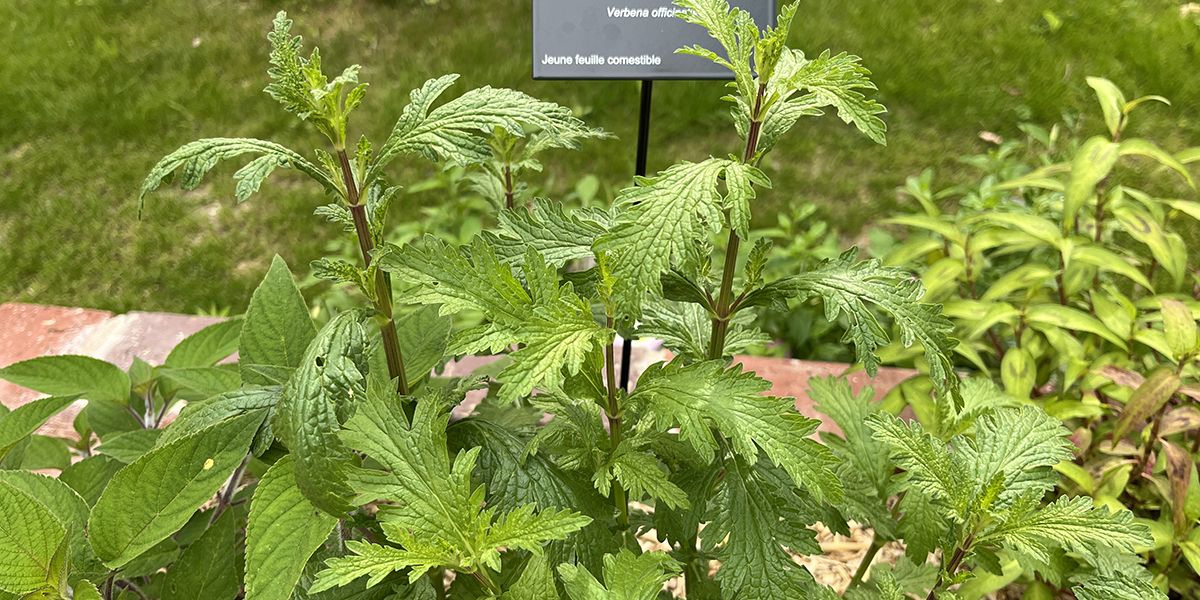 Les secrets de la verveine officinale, l'herbe à tous les maux
