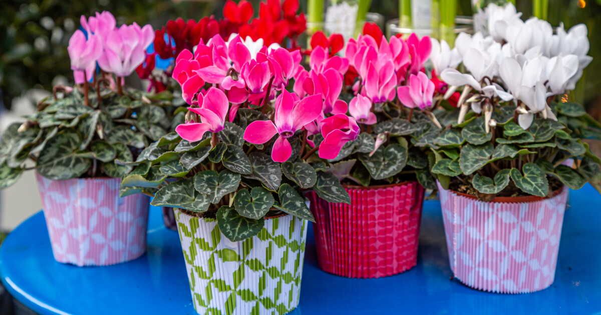 Comment entretenir ses cyclamens ?