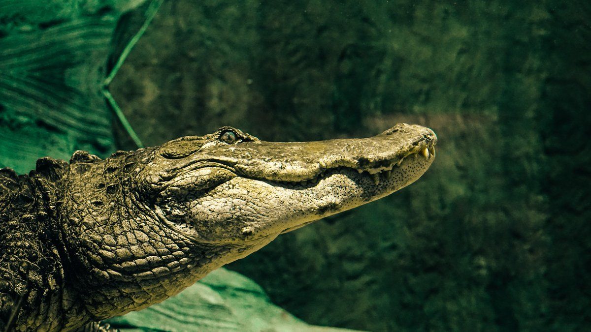 un automobiliste ivre fuyant la police se fait mordre par un alligator