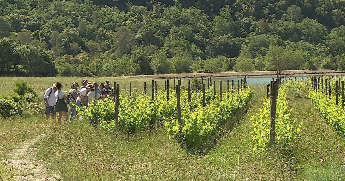 Des citoyens mobilisés pour sauver les vignes de la sécheresse