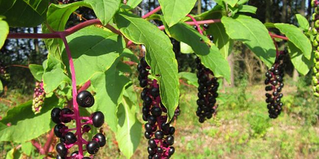 Raisin d'Amérique (Phytolacca americana) : un invité indésirable et toxique