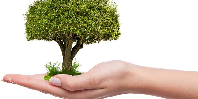 Reforestation et adoption d'arbres : enjeux et réflexions
