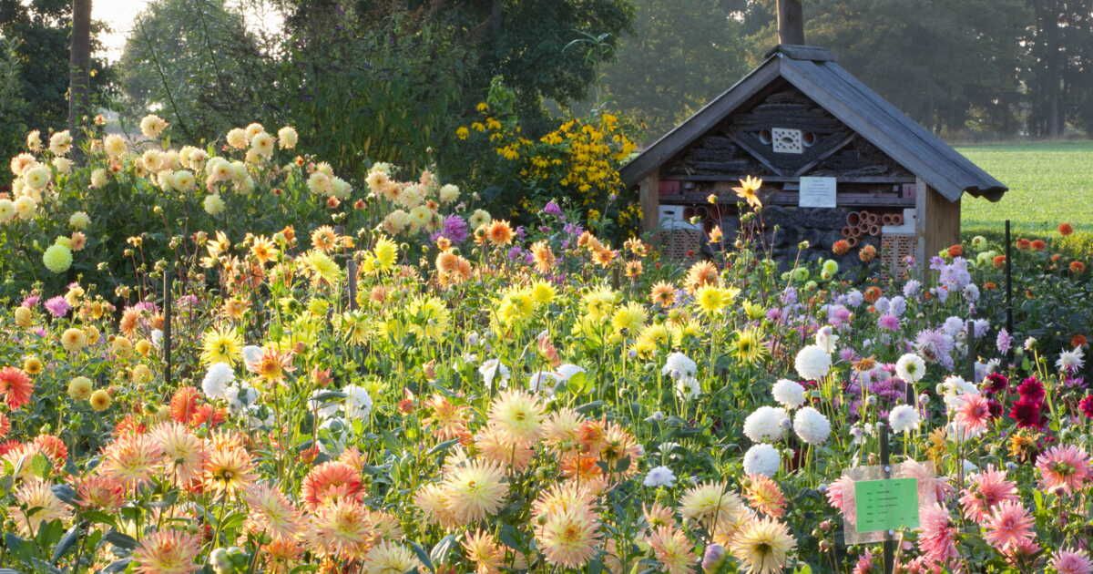 Les dahlias à adopter pour un jardin tendance