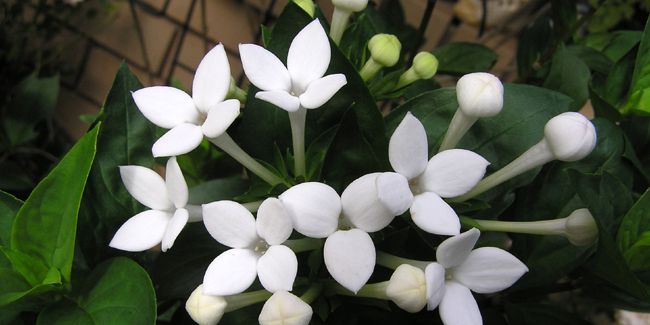 À la découverte de la bouvardie, fleur prisée des fleuristes
