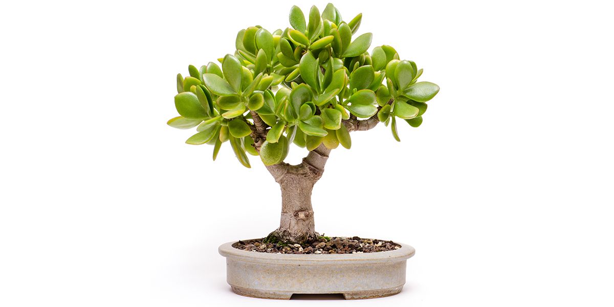 Les secrets d'un arbre de Jade en bonsaï : 5 techniques incontournables
