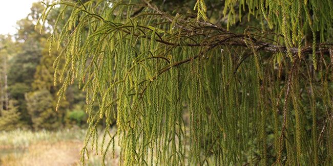 Pin rimu (Dacrydium cupressicum), pin rouge des anglais