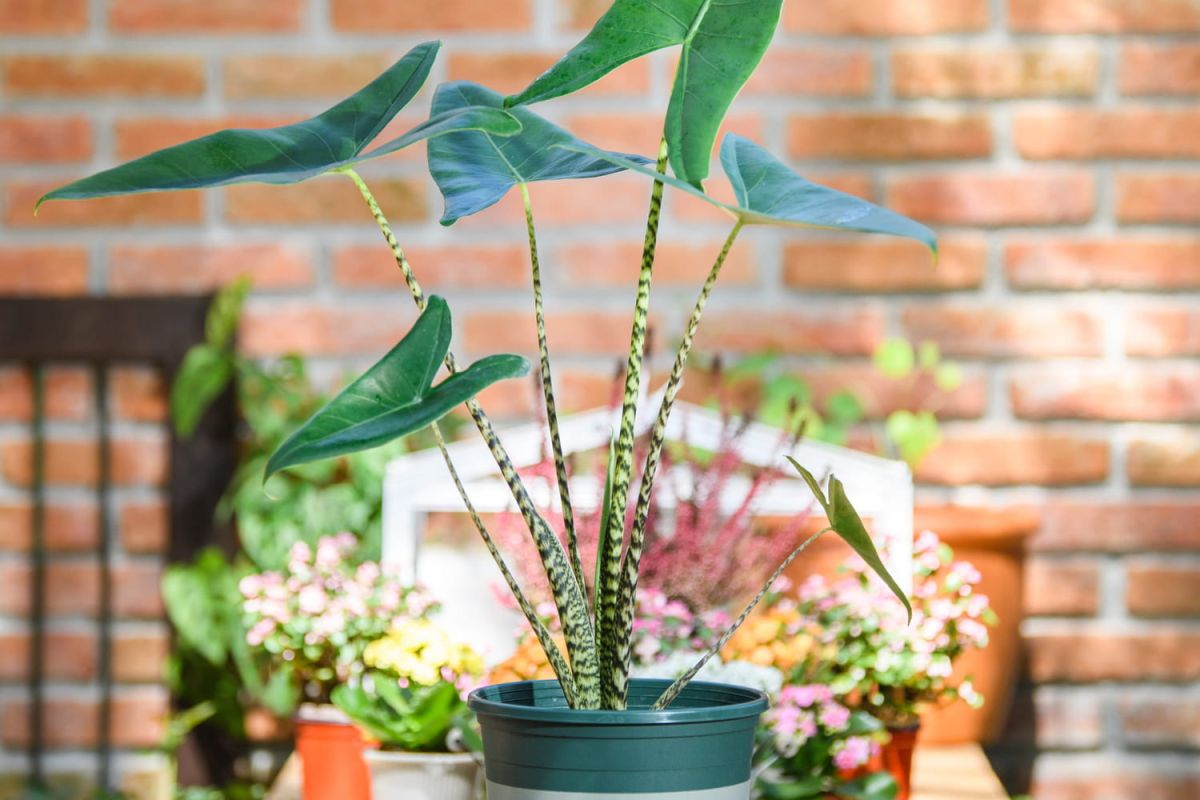 Découvrez des plantes d'intérieur fascinantes pour égayer votre espace