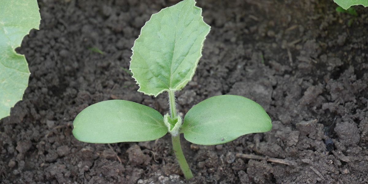 Secrets de culture des melons : guide pratique pour jardiniers