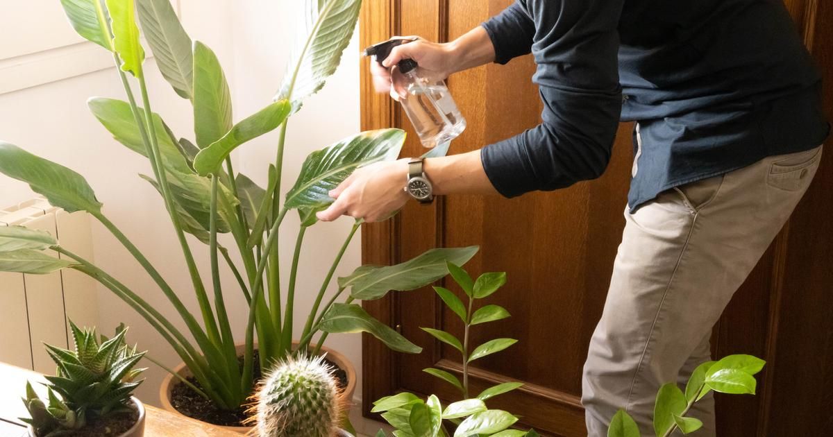 les 5 signaux alarmants d'une plante en détresse