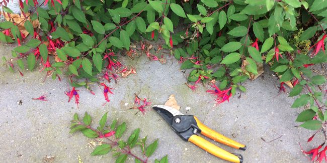L'art du bouturage de fuchsia : guide pratique et conseils