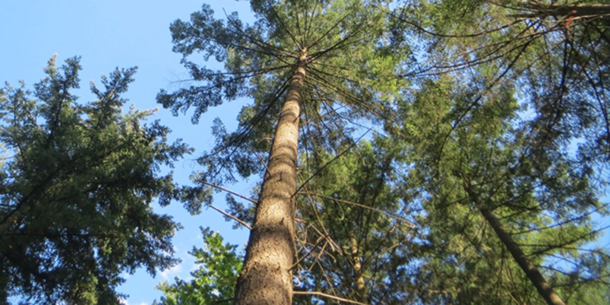 Pin Douglas, un bois naturellement imputrescible