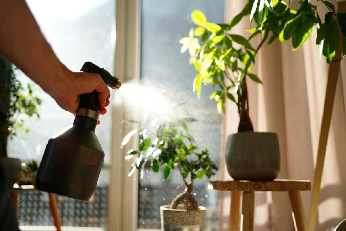 Combattez les cochenilles au jardin avec du vinaigre blanc