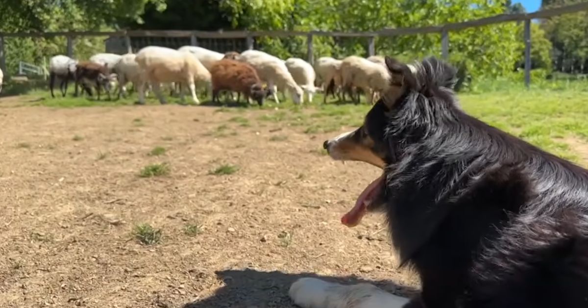 Le dressage des chiens de troupeau : un art de patience et de complicité