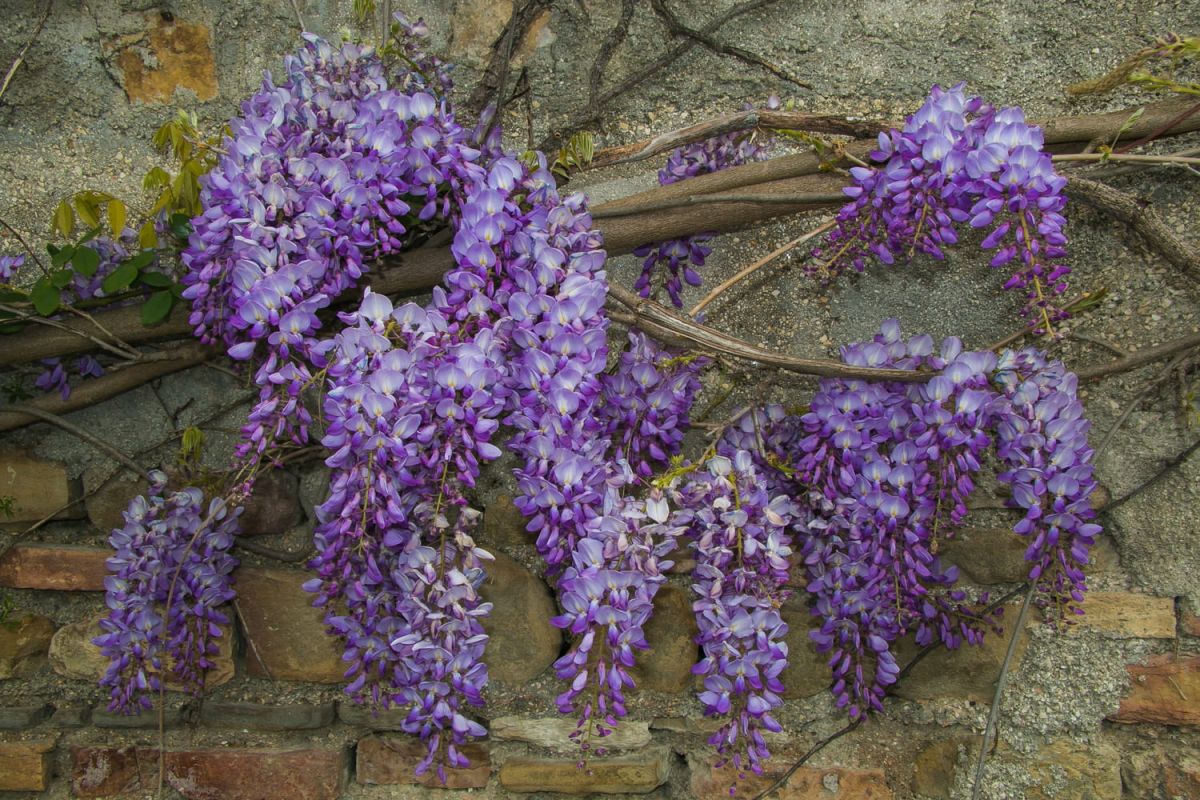 Glycine en pot : plantation, entretien et culture