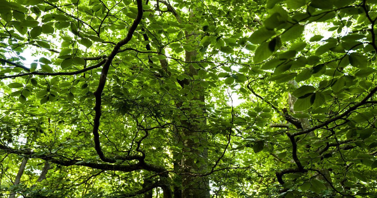 La réserve naturelle des Pyrénées-Orientales en danger face à l'invasion des sportifs