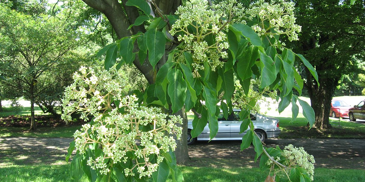 L'arbre à miel : un trésor pour les pollinisateurs