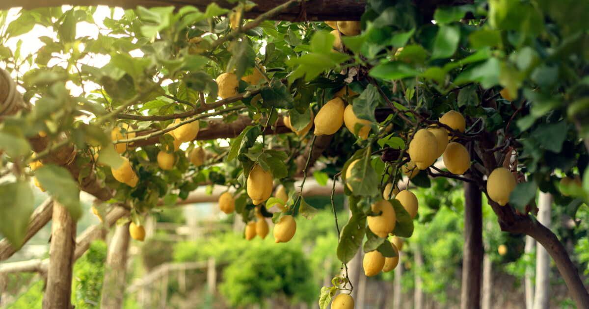 Quand rempoter un citronnier ?
