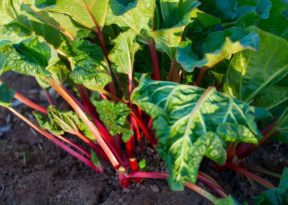 Découvrez comment précéder la saison de la rhubarbe dans votre jardin
