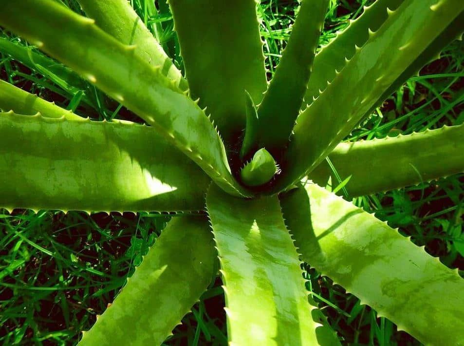 Aloe vera : guide pratique pour réussir vos boutures