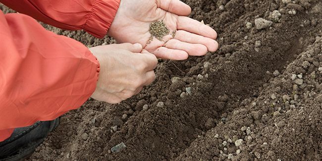 Préparer son potager : les semis de printemps pour récolter en hiver