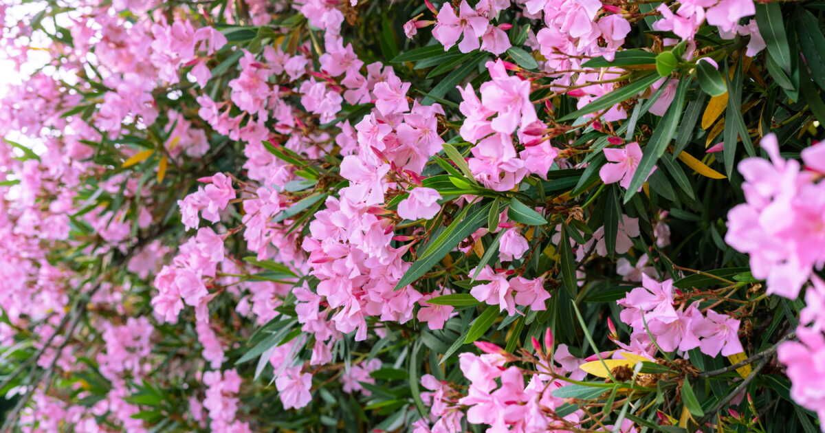 Redonnez vie à votre laurier-rose après un hiver rigoureux