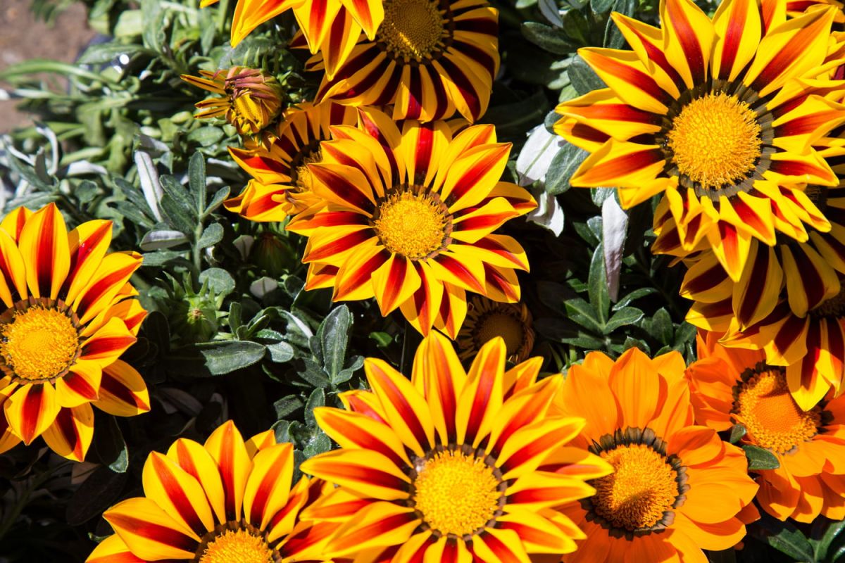 Gazania : un bijou coloré pour votre jardin
