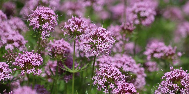 La crucianelle (Phuopsis stylosa), une vivace tapissante à découvrir