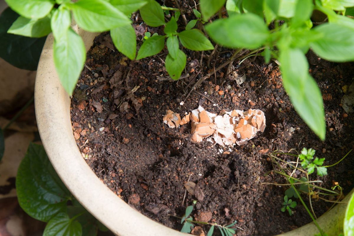 Les conseils de jardinage à oublier d'urgence