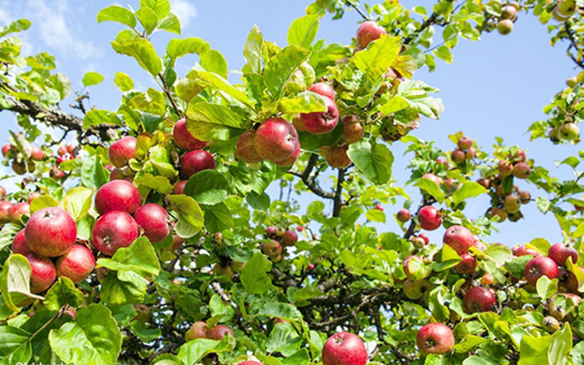 Cultivez des arbres fruitiers: conseils pour récoltes abondantes