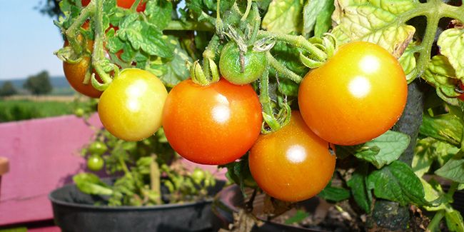 Cultiver un potager en milieu urbain : astuces et solutions