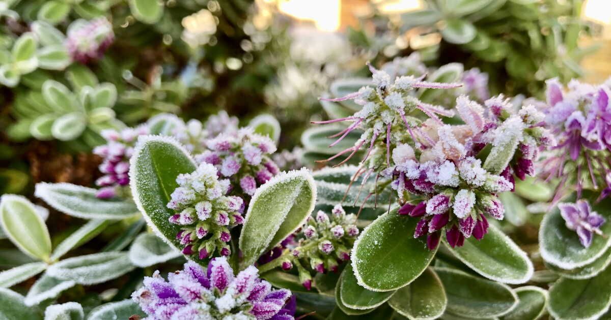 Cinq arbustes pour illuminer votre jardin cet hiver
