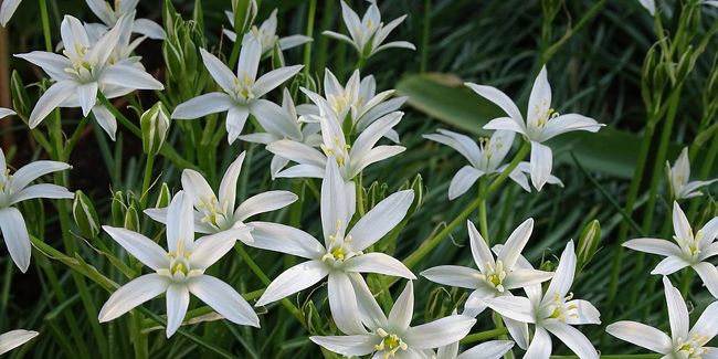 découverte de l'ornithogale, la merveille des bois