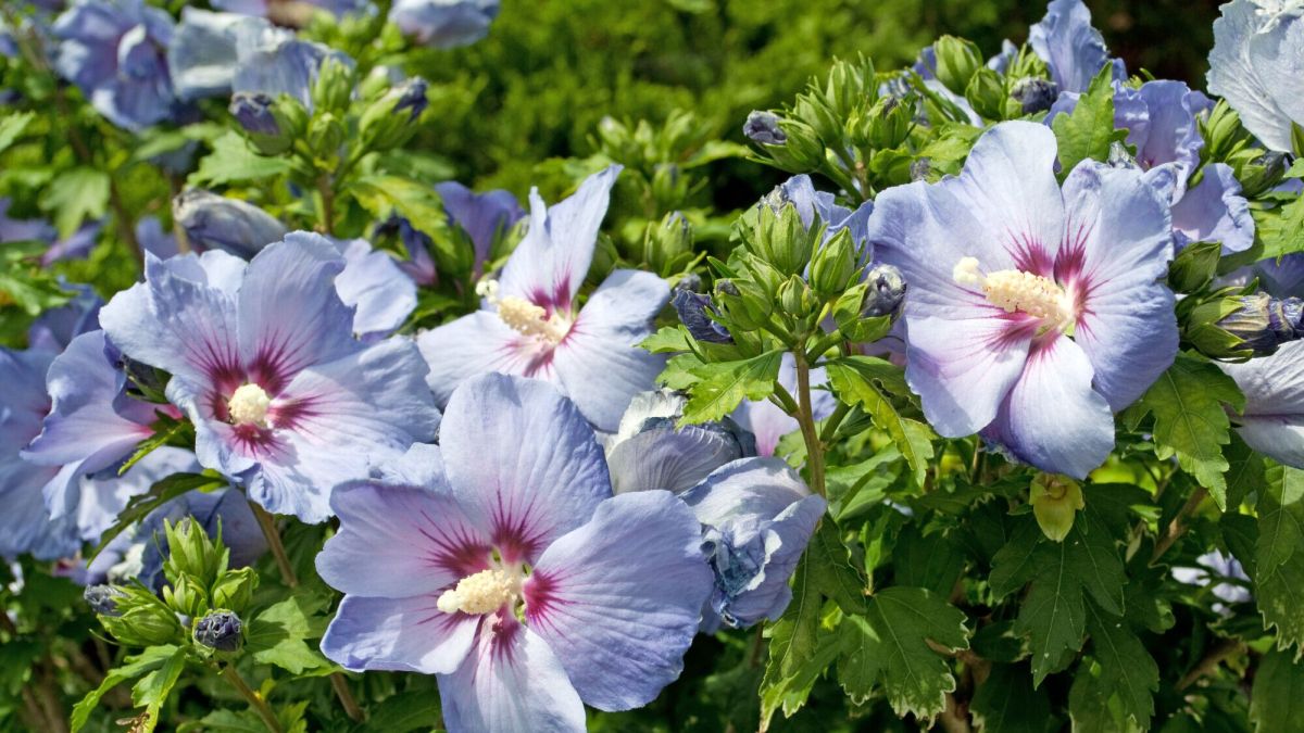 Protéger vos fleurs du froid : conseils pratiques